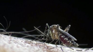 Crise climática deixa o Brasil com mais casos de dengue