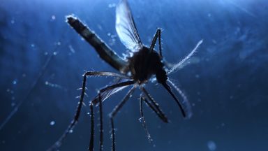 Casos de dengue seguem em alta por todo o País