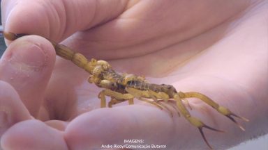 Acidentes com animais peçonhentos exigem rápido atendimento médico