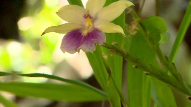 Cidade da região metropolitana de SP abriga paraíso das micro-orquídeas