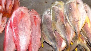 Poluição ambiental dificulta a pesca e o comércio de peixes