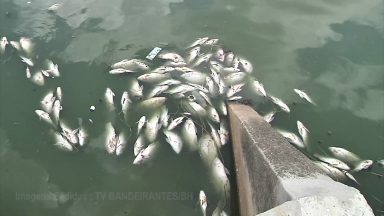 Em Belo Horizonte, peixes são encontrados mortos na Pampulha