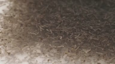 Minas Gerais recebe biofábrica de mosquitos do método Wolbachia