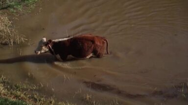 Médicos veterinários e voluntários ajudam no Rio Grande do Sul