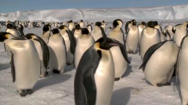 Altas nas temperaturas ameaçam espécie de pinguim