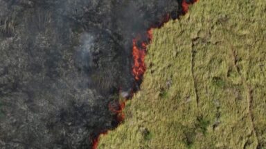 Pantanal sofre com efeitos da estiagem e aumento dos incêndios