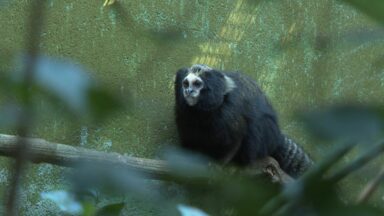 Quem visita o Zoo de São Paulo consegue ver o sagui-da-serra-escuro