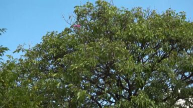 Calor em Belo Horizonte atrasa florada dos ipês-rosas