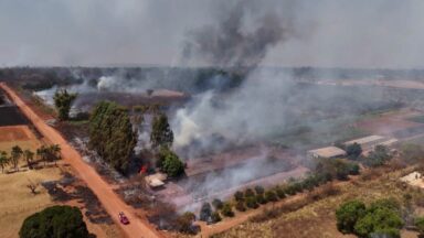 Pesquisa aponta que desmatamento tem degradado o cerrado brasileiro