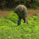 Produtores tentam amenizar os impactos das queimadas e da seca