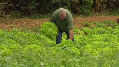 Produtores tentam amenizar os impactos das queimadas e da seca