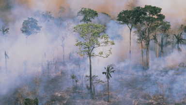 Cardeal Steiner: “Brasil respira fumaça porque não cuida da casa comum