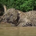 Natureza prova que consegue se renovar no Pantanal matogrossense