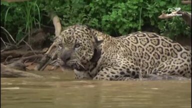 Natureza prova que consegue se renovar no Pantanal matogrossense