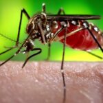 Com a chegada do Verão, aumenta a preocupação com a Dengue