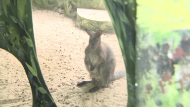 Filhote de canguru desperta interesse em zoológico no interior de SP