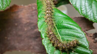 Forte calor aumenta risco de acidentes com lagartas