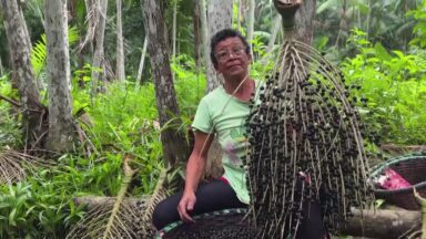 Produção orgânica de açaí movimenta economia de comunidade no Pará