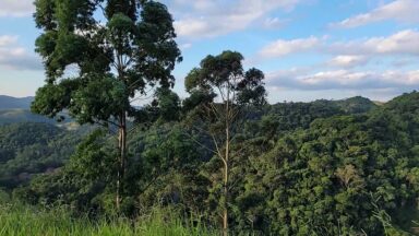 Dia Nacional da Mata Atlântica recorda a importância do bioma