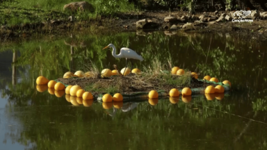 Projeto na Lagoa Rodrigo de Freitas contribui com a biodiversidade local