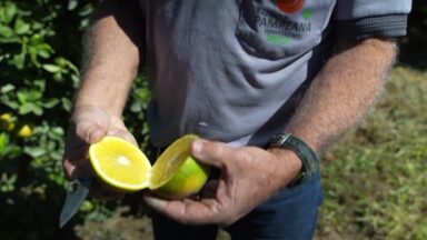 Produtores de laranjas temem prejúizos com tarifa dos Estados Unidos