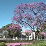 Temporada de floração de Ipês traz novas cores à capital Mineira