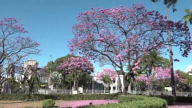 Temporada de floração de Ipês traz novas cores à capital Mineira