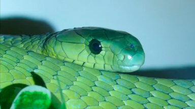 Antídoto desenvolvido por IA oferece esperança às vítimas de cobras