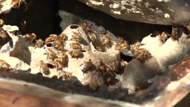 Pesquisadores descobrem abelha que mata mosquito da dengue