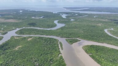 Preservação dos manguezais faz parte das discussões da COP 30