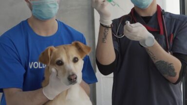 Minas Gerais inicia campanha de vacinação contra a raiva