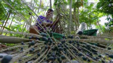 Produtores brasileiros de açaí são prejudicados com as tarifas de Trump