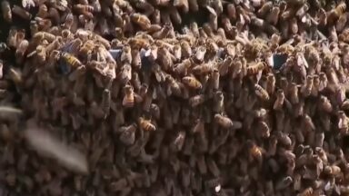 Avanço das colmeias urbanas aumenta casos de picadas de abelhas