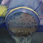 Método Wolbachia é utilizado em algumas cidades no combate a dengue