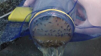 Método Wolbachia é utilizado em algumas cidades no combate a dengue