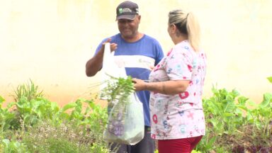 Horta e pomar comunitários distribuem alimentos para população