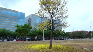 Temperatura elevada e baixa umidade marcam início da primavera no DF
