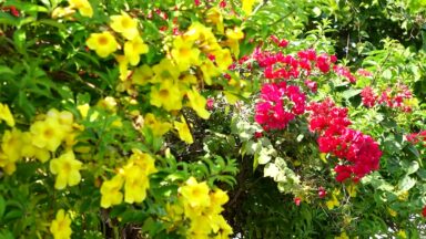 Estação das flores traz cor e beleza às ruas de Aracaju