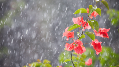 Chuvas e queda de temperatura marcam o início da Primavera