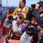 Pesquisadores e biólogos tentam salvar Pinguim de Humboldt da extinção