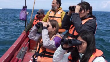 Pesquisadores e biólogos tentam salvar Pinguim de Humboldt da extinção