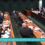Cultivo da maconha para fins medicinais volta a gerar debate na Câmara