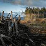 Arcebispo de Belém defende ação conjunta diante dos desafios climáticos