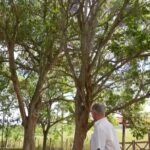 Extinção ameaça produção de arcos de violino com madeira brasileira