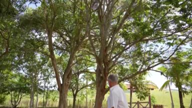 Extinção ameaça produção de arcos de violino com madeira brasileira