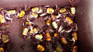 Em Sergipe, Orla da Atalaia recebe Festival do Caranguejo