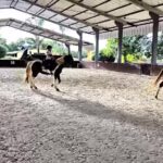 Equoterapia ajuda a recuperar e fortalecer movimentos