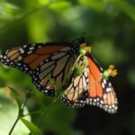 Migração das borboletas-monarca revela força e beleza em movimento