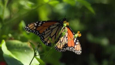 Migração das borboletas-monarca revela força e beleza em movimento