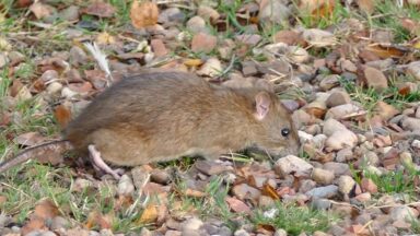 Período chuvoso aumenta casos de leptospirose no Brasil